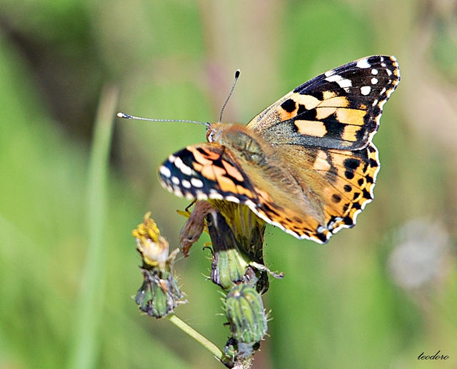Vanessa cardui