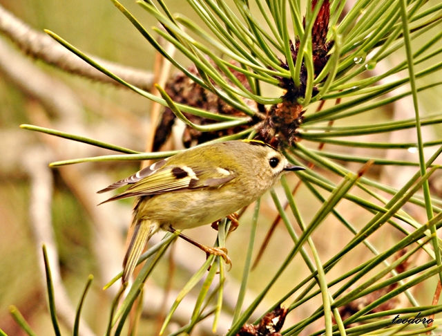 Estrelinha-de-poupa. Regulus regulus