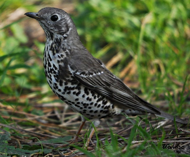 Tordeia. Turdus viscivorus