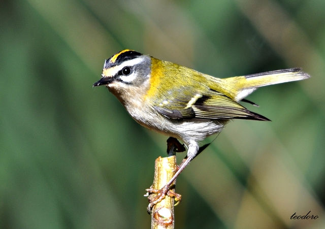 Estrelinha-real. Regulus ignicapillu