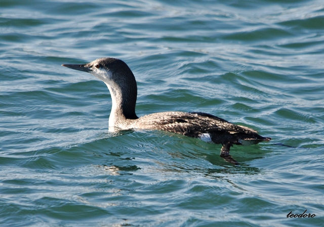 Mobelha-pequena. Gavia stellata