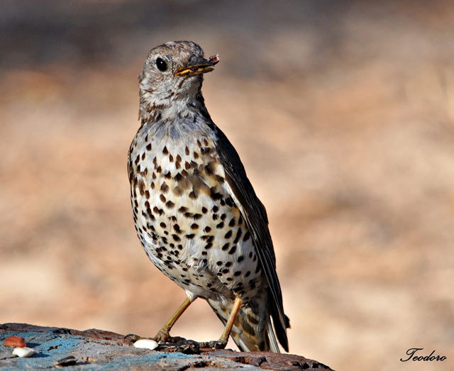 Tordeia. Turdus viscivorus