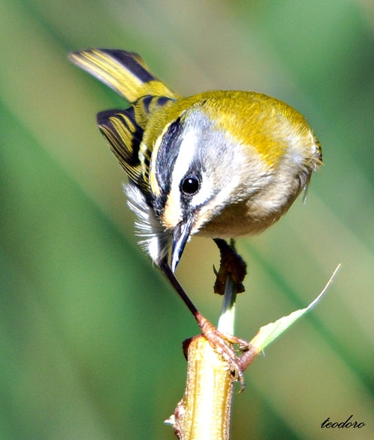 Estrelinha-real. Regulus ignicapillu
