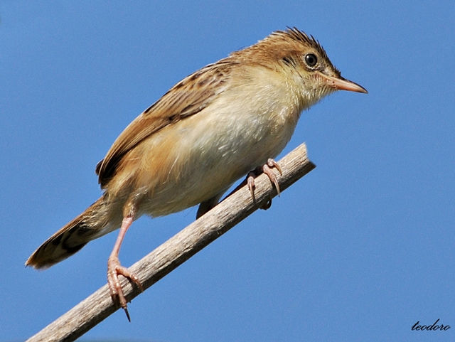 Fuinha-dos-juncos. Cisticola juncidi