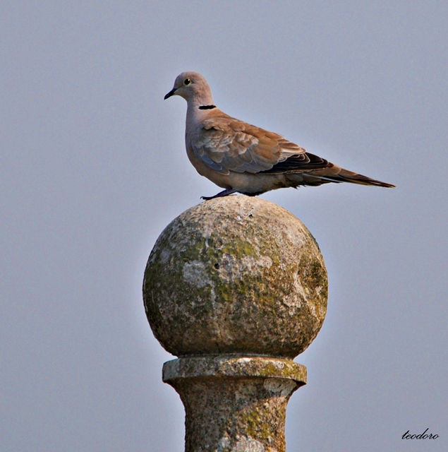 Rola-turca. Streptoplia decaocto
