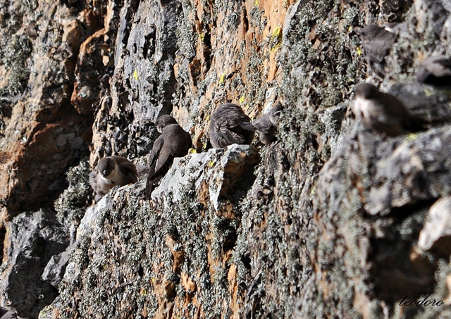 Andorinha-rochas.Hirundo rupestris