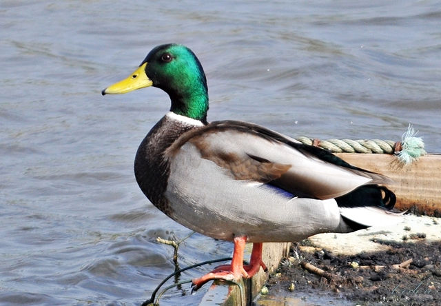 Pato-real. Anas platyrhynchos