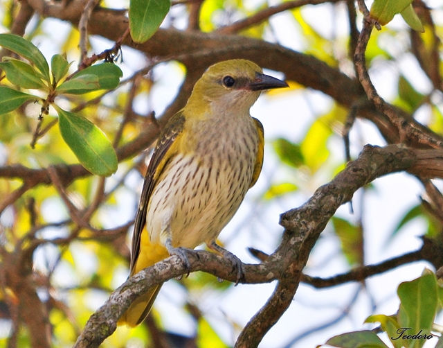 Papa-figos. Oriolus oriolus