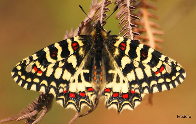 Zerynthia rumina