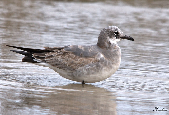 Gaivota-risonha. Larus atricilla