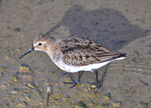 Pilrito-comum. Calidris alpina