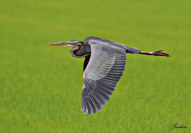 Garça-imperial. Ardea purpurea
