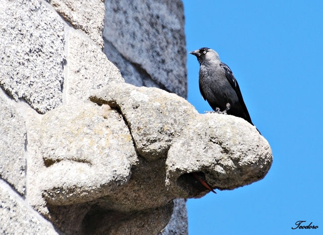 Gralha-de-nuca-cinzenta. C. monedula