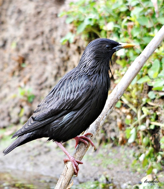 Estorninho-preto. Sturnos unicolor