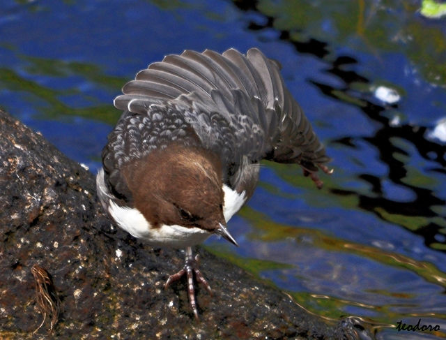 Melro-d`água. Cinclus cinclus