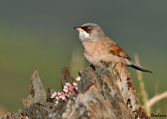 Toutinegra-tomilheira. S conspicilla