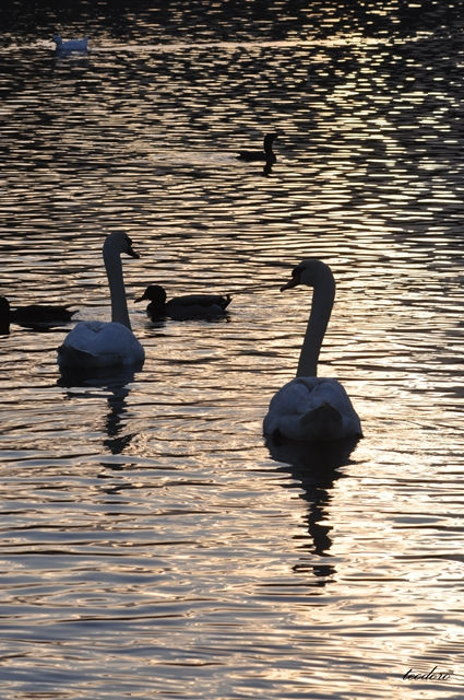 Cisne-mudo. Cygnus olor