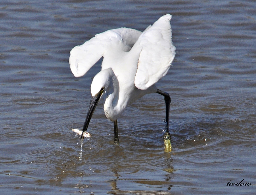 Garça-branca-pequena. E. garzetta