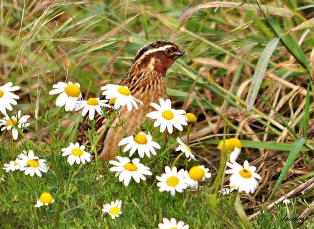 Codorniz. Coturnix coturnix
