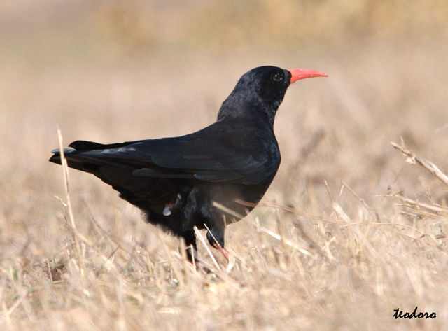 Gralha-de-bico-vermelho.