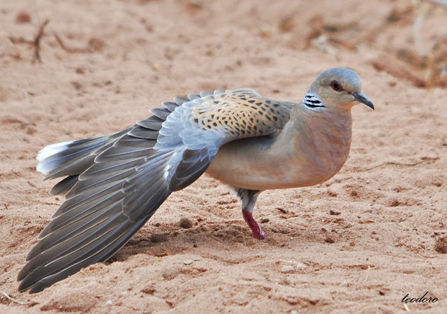 Rola-brava. Streptopelia turtur