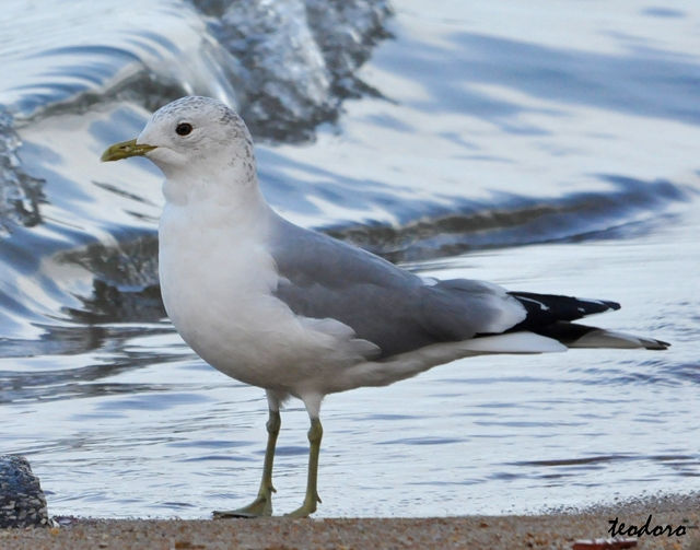 Gaivota-parda. Larus canus