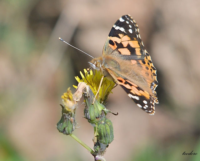 Vanessa cardui