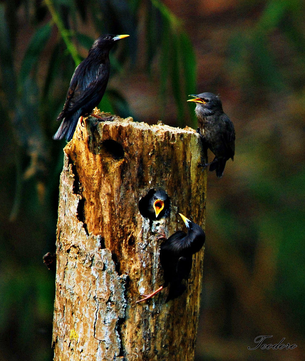 Estorninho-preto. Sturnos unicolor
