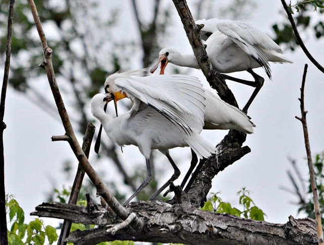 Colhereiro. Platalea leucorodia