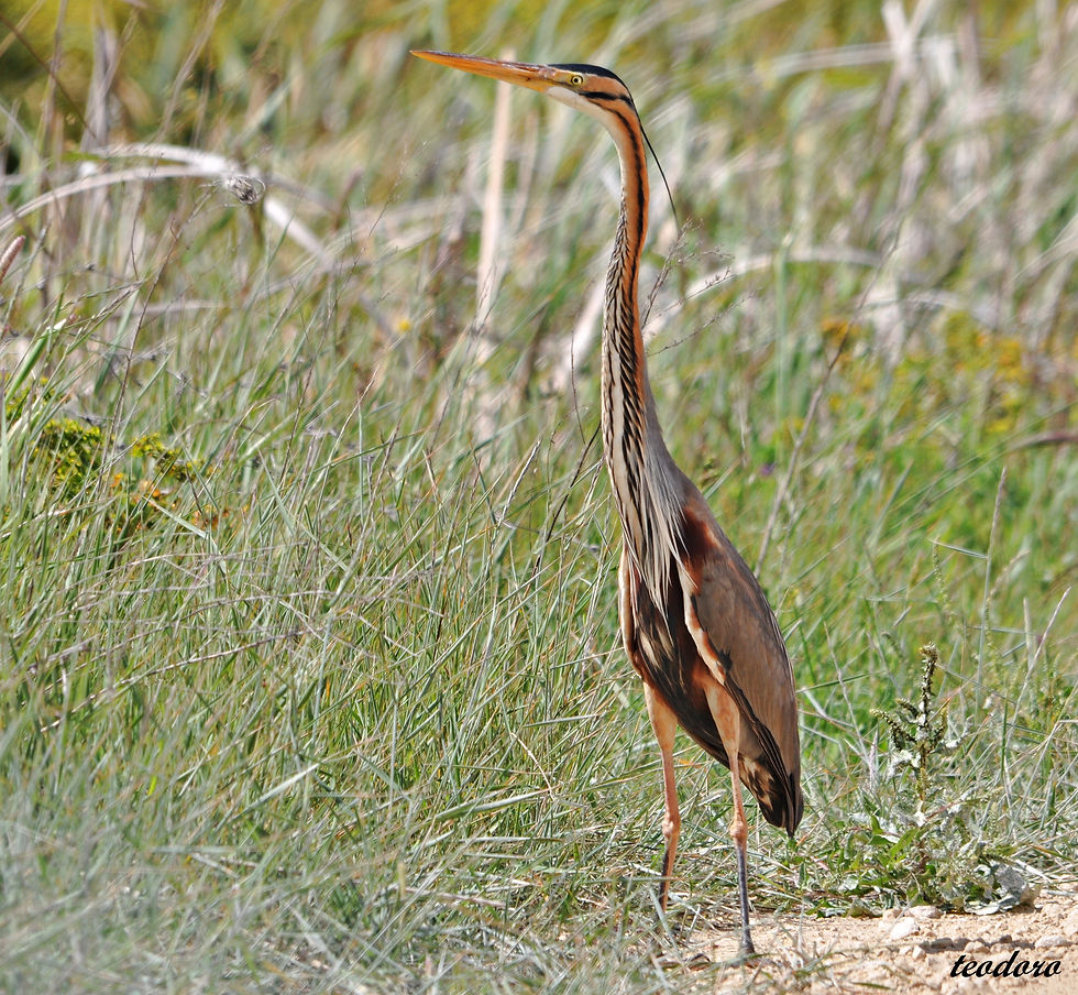 Garça-imperial. Ardea purpurea