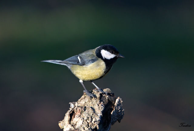 Chapim-real. Parus major