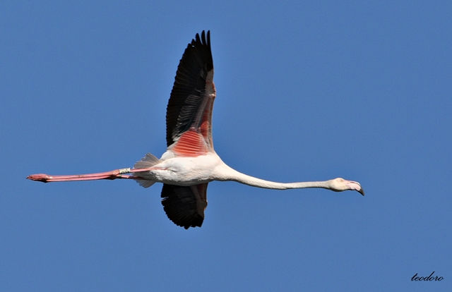 Flamingo. Phoenicopterus ruber