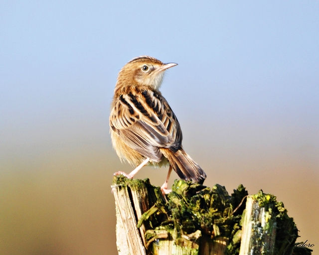 Fuinha-dos-juncos. Cisticola juncidi