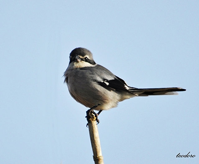 Picanço-real. Lanius meridionallis