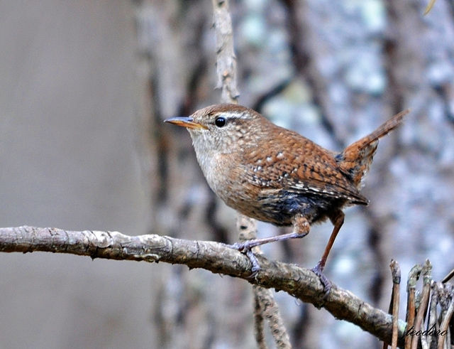 Carriça. Troglodytes troglodytes