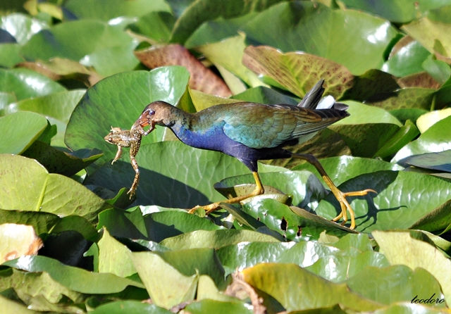 Caimão-americano. Porphyrio martinic