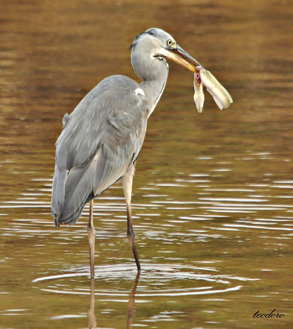 Garça-real. Ardea cinerea