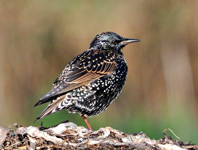 Estorninho-malhado. Sturnus vulgaris