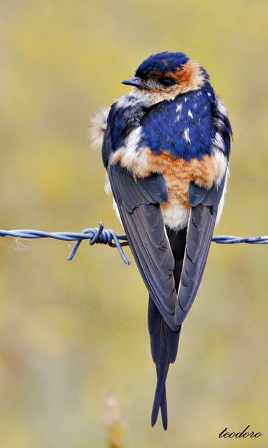 Andorinha-daurica. Hirundo daurica