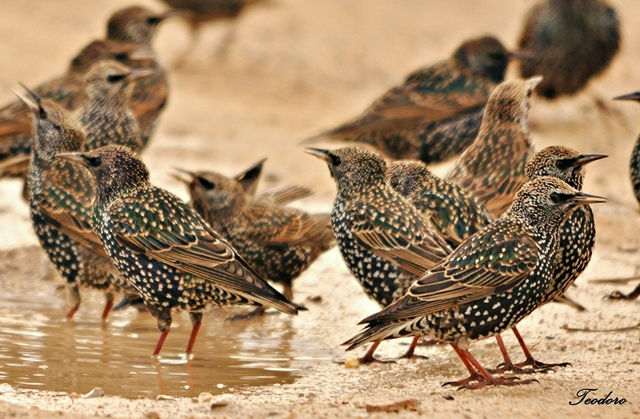 Estorninho-malhado. Sturnus vulgaris