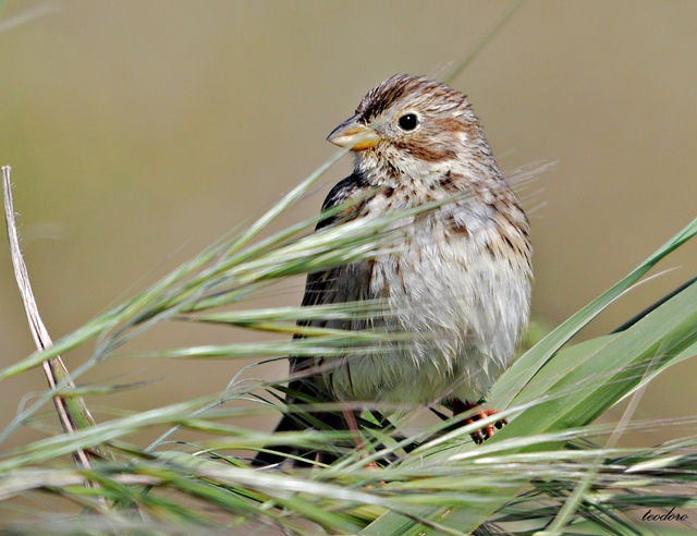Trigueirão. Miliaria calandra