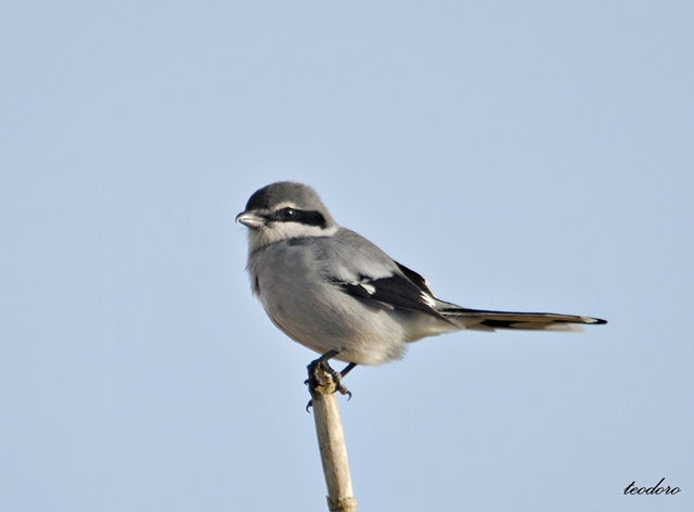 Picanço-real. Lanius meridionallis