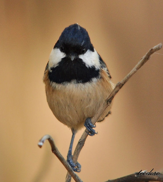 Chapim-carvoeiro. Parus ater