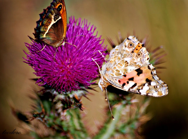 Vanessa Virginiensis