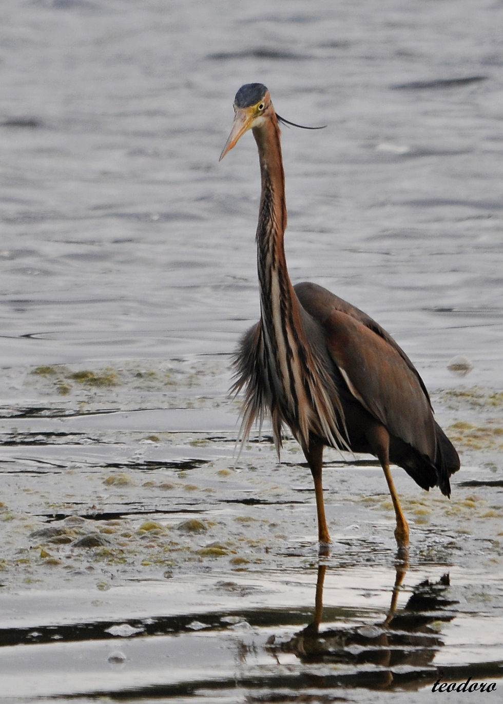 Garça-imperial. Ardea purpurea