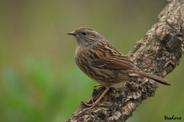 Ferreirinha. Prunella modularis