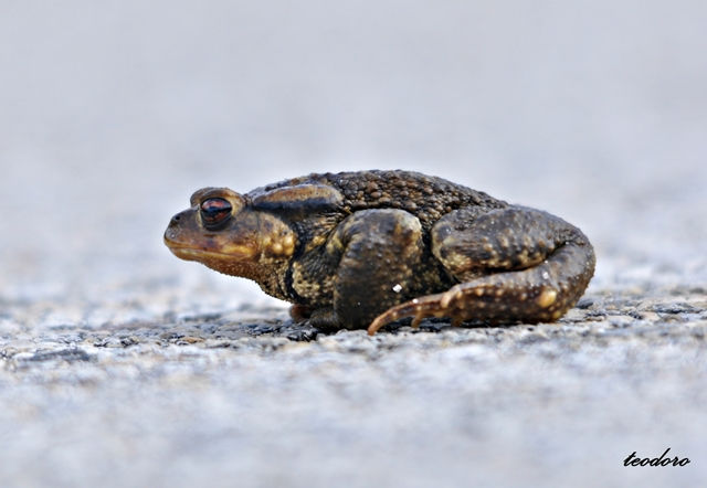 Sapo-comum. Bufo bufo