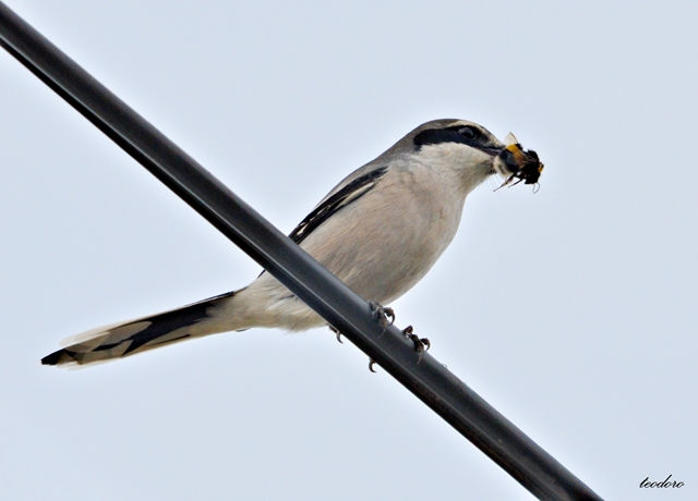 Picanço-real. Lanius meridionallis