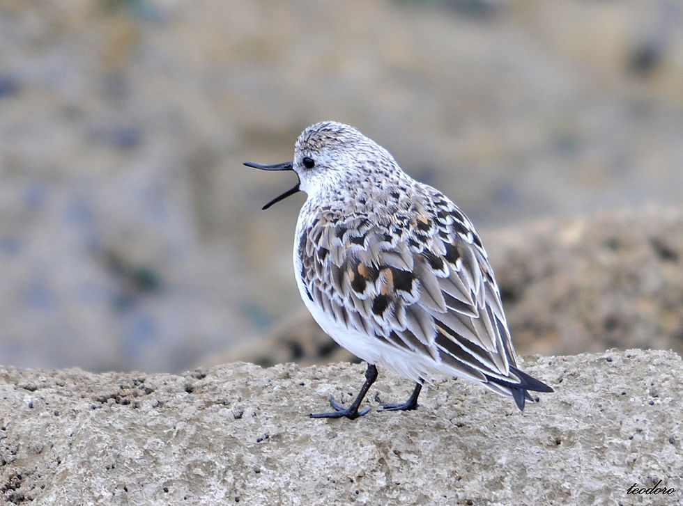 Pilrito-da-areia. Calidris alba