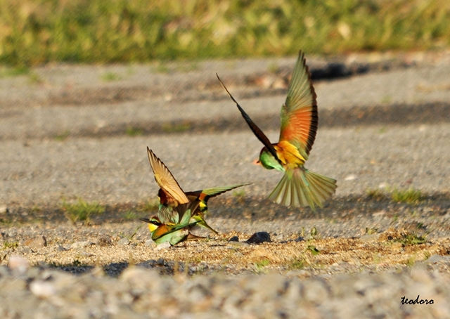 Abelharuco. Merops apiaster